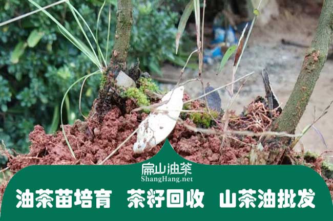 云南嫁接油茶苗批發