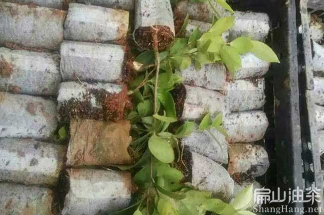 江蘇連云港油茶苗批發價格多少錢一珠？