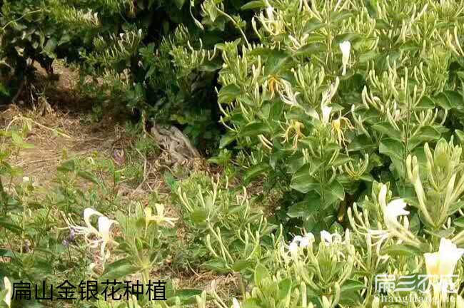 金城江區紅花茶油和白