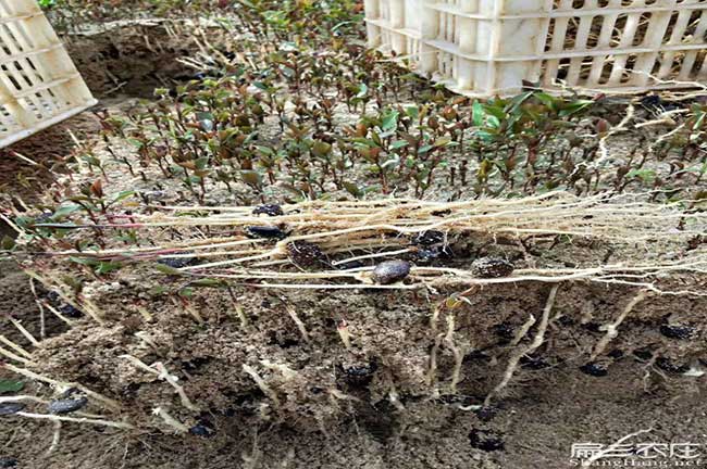 湖潤鎮種植油茶哪個品