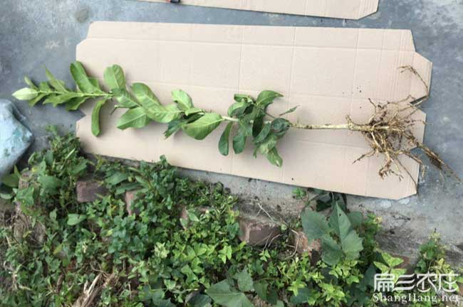 鐘山區油茶種植在泰國
