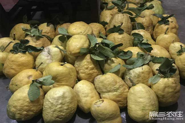 田乾油茶銷售銷量的品 田乾油茶銷售銷量的品