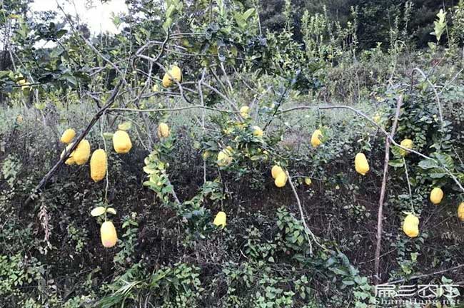 勻東油茶苗掛果周期短成活率高價格實惠出油率高的地區黑牙齒