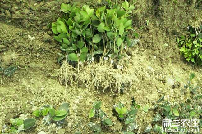 宜昌油茶苗批發
