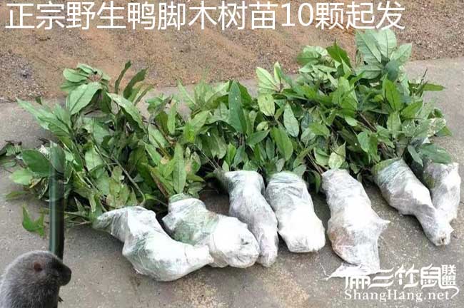 清水口鎮扁山發展油茶