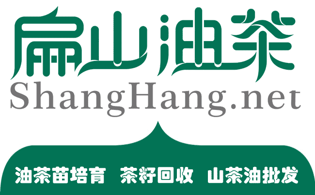 廣西油茶苗種植產業：桂林恭城紅花大果油茶苗-扁山油茶