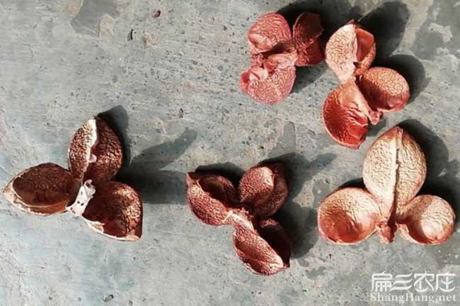 雄武優質嫁接良種高產