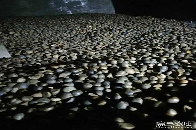 永泰茶籽加工