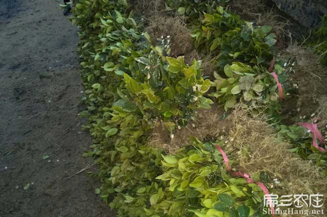 綏寧茶籽樹苗專業批發