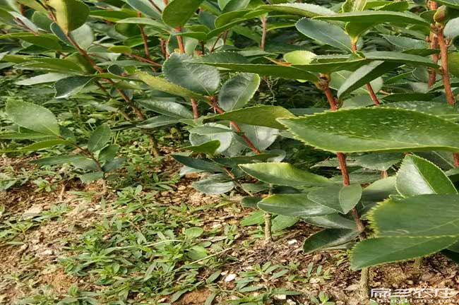 黔南油茶基地