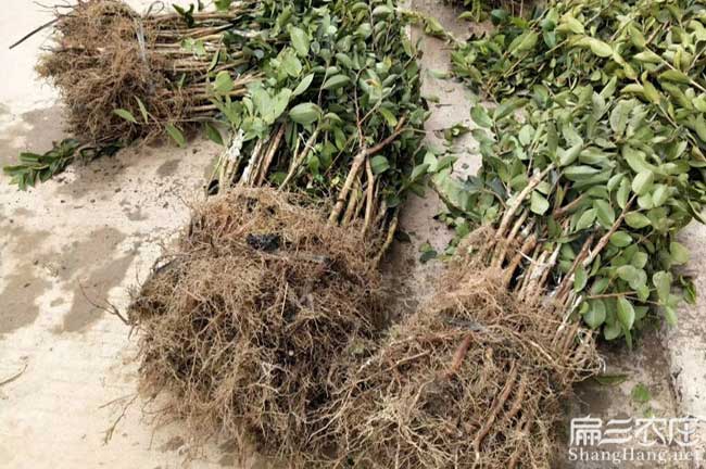 嵊泗油茶苗批發