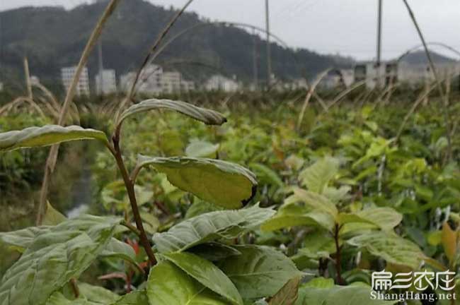 浦北縣源茶樹苗日常管 浦北縣源茶樹苗日常管