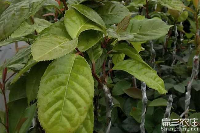 普陀茶樹苗批發 普陀茶樹苗批發