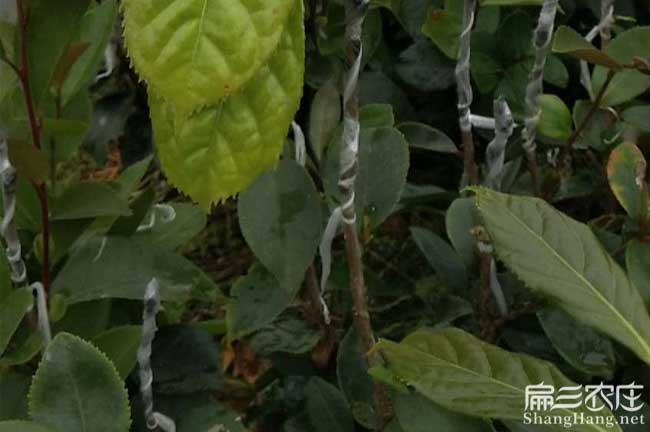 湛江高產油茶苗