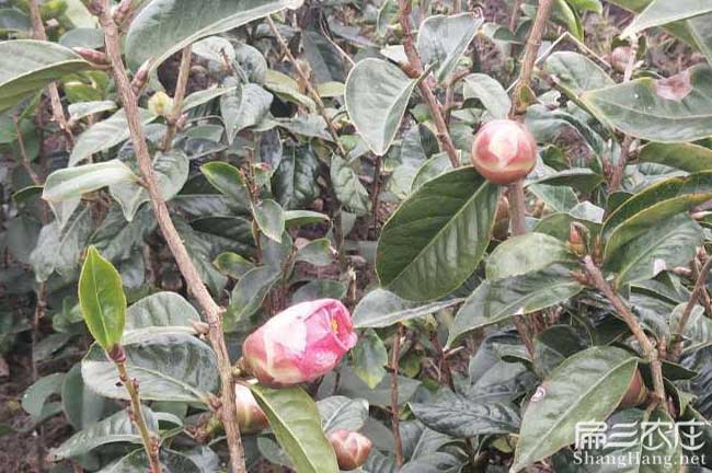 岱山茶樹苗批發 岱山茶樹苗批發