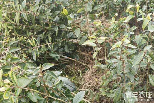 金牛鎮茶樹苗栽植行珠