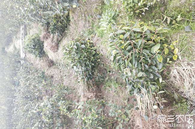 靈山縣福建閩優油茶苗 靈山縣福建閩優油茶苗