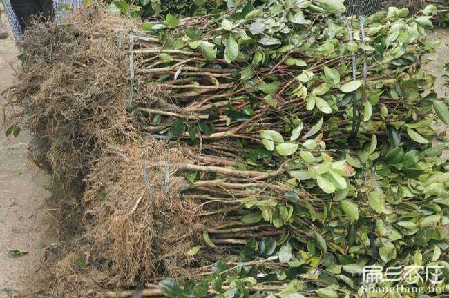 福綿區容縣扁山一畝茶