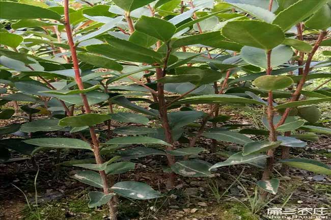 瀾滄茶油價錢分類介紹