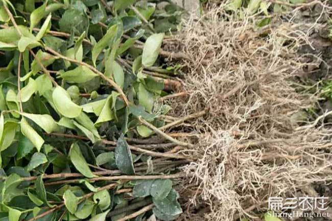 欽州灣基地專業加工及 欽州灣基地專業加工及