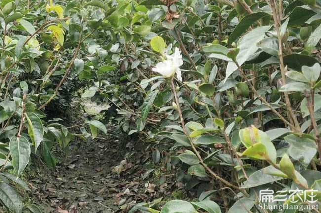 當涂南方種植油茶的注 當涂南方種植油茶的注