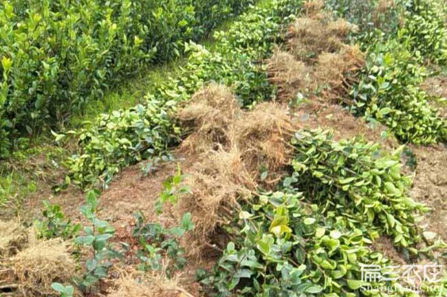 丹山茶樹苗批發 丹山茶樹苗批發