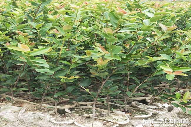 平南鎮六陳鎮油茶基地 平南鎮六陳鎮油茶基地