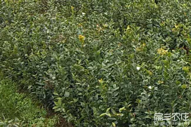 如果在馬關種植油茶正