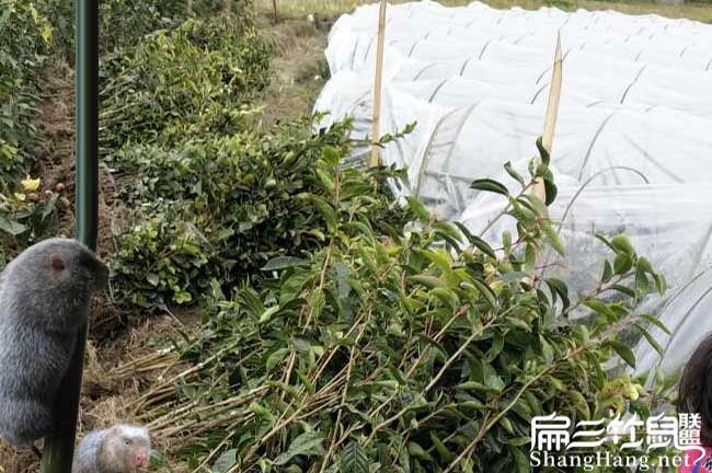 興業扁山茶樹苗下套種