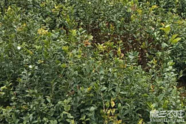 湛江油茶苗