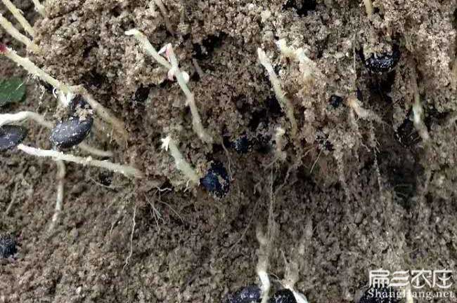 廣西油茶種子批發