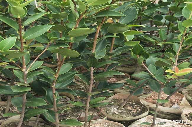 湖南油茶杯苗批發