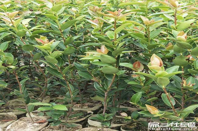 廣西軟枝油茶苗培育