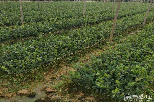 雄武茶油在國外受歡迎
