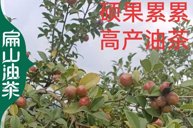 開州油茶苗批發