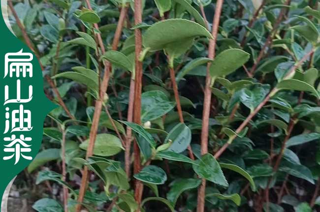 合川油茶小杯苗批發