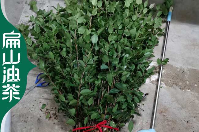 南寧長林油茶苗批發