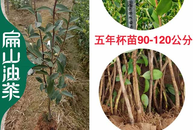 泉州5年油茶苗批發
