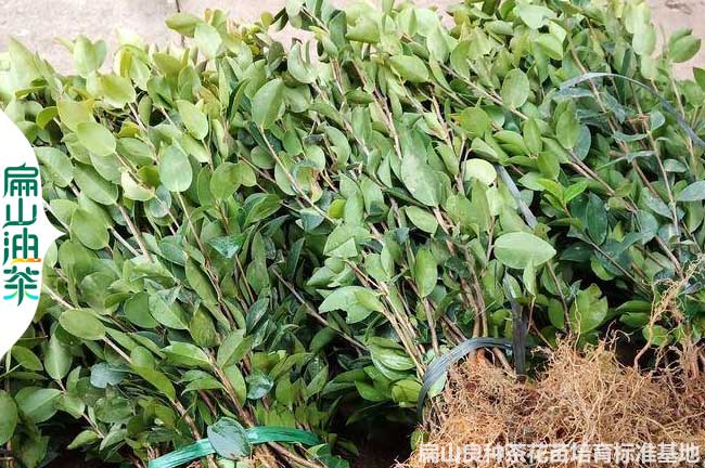 紅花江西贛州批發油茶苗 培育1年長林軟枝大果小杯苗53號2元