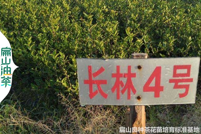 岳陽長林4號油茶苗批發