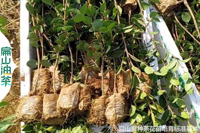 洛陽2年油茶苗批發