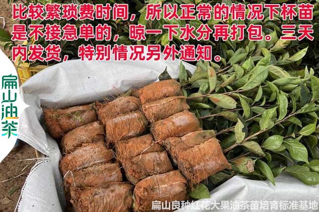 全江西大小杯油茶苗批發 培育長林53號4#3#40#容器苗價格