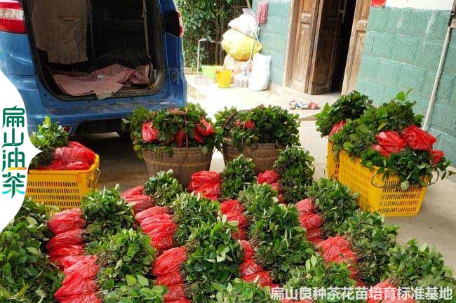 湘潭1年嫁接油茶小苗
