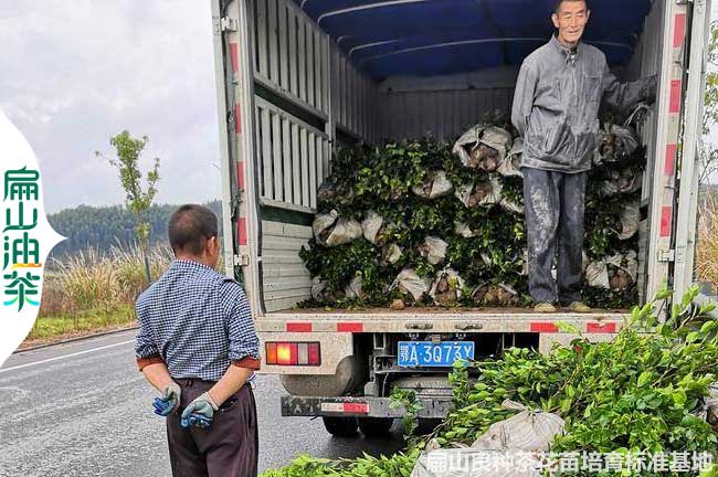 贛州2年油茶苗批發