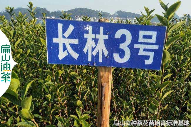 萍鄉長林3號油茶苗
