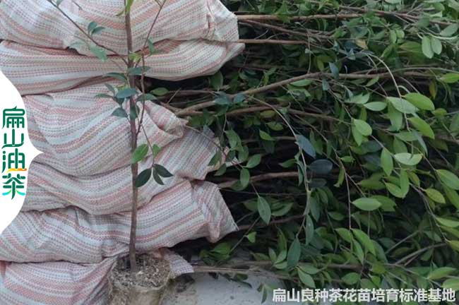 江蘇1年油茶苗批發