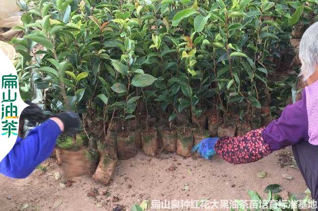 袋裝陜西茶葉苗批發.嫁接油茶營養小杯苗價格.茶花苗培育6元