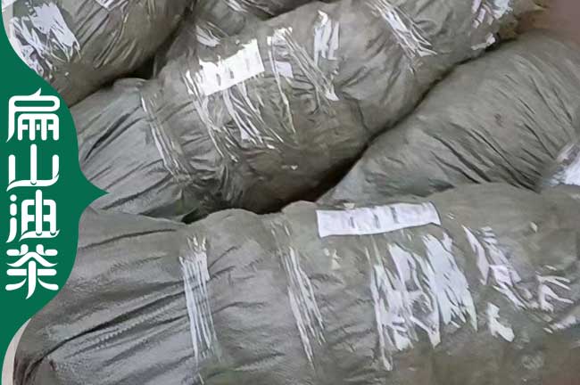 懷化油茶苗發快遞
