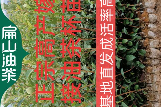 畢節油茶小杯苗批發