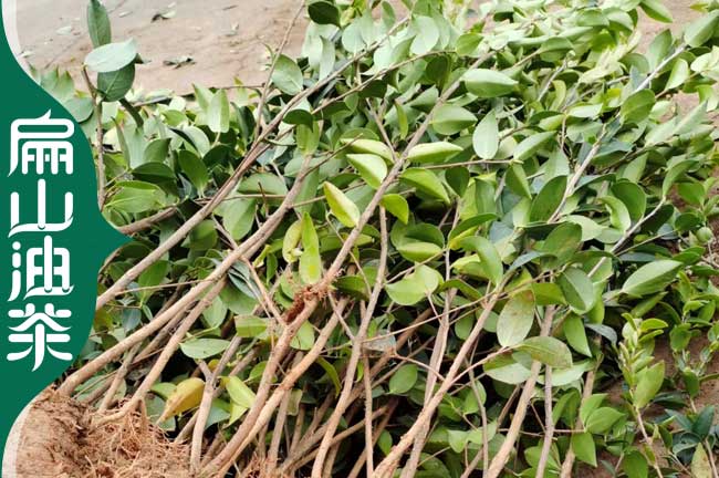 涪陵油茶苗批發